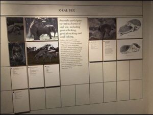 museu-of-sex-92-300x226 museu-of-sex-92