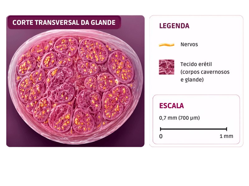 corte-clitoris 10 mil nervos: a ciência finalmente revela os segredos do clitóris